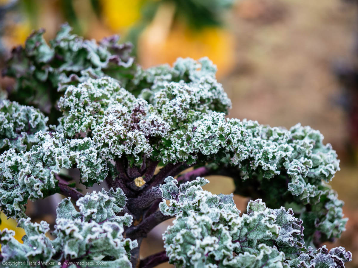 Stock photo of Lippische Palme with frost