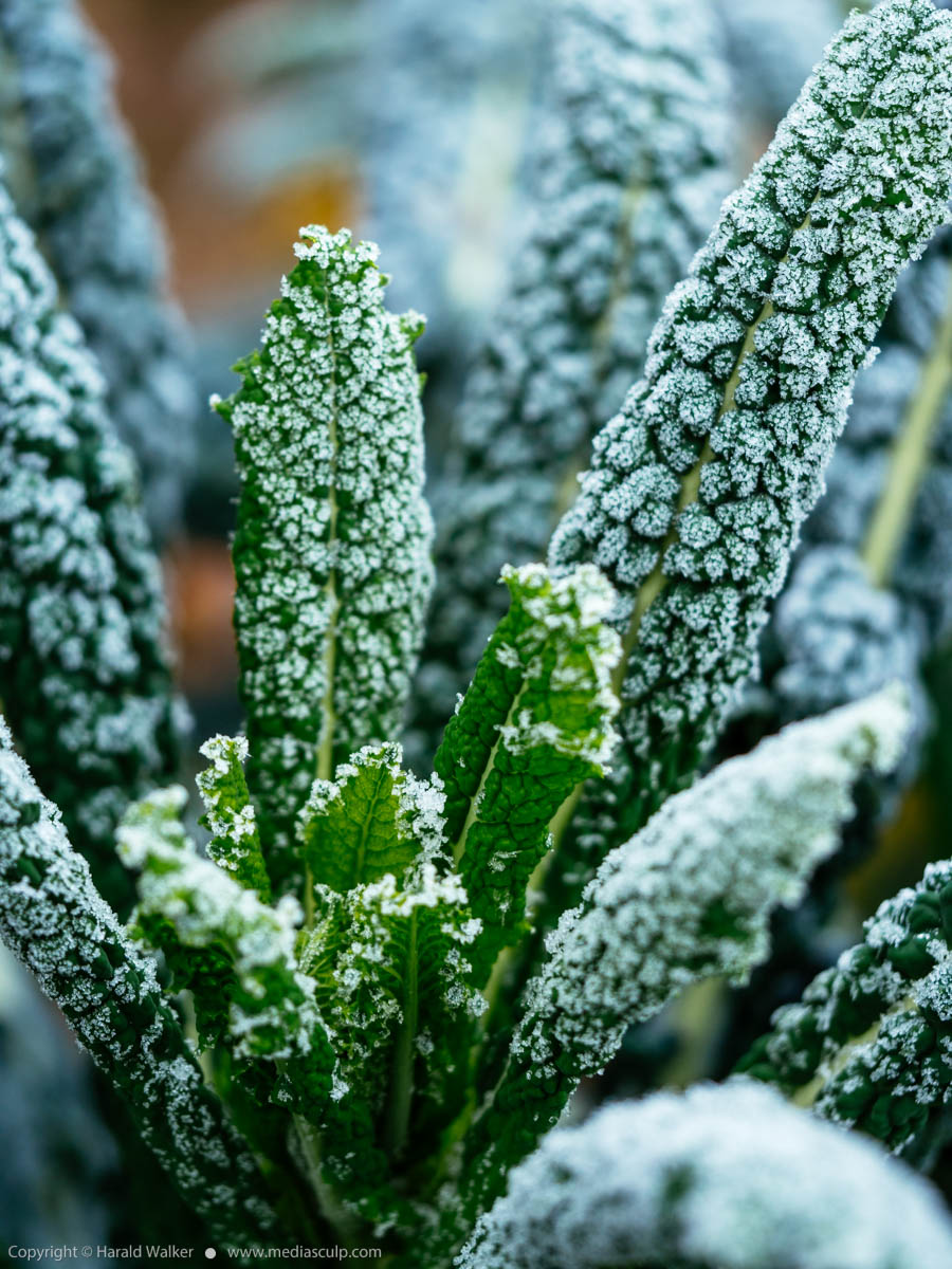 Stock photo of Nero Di Toscana with frost