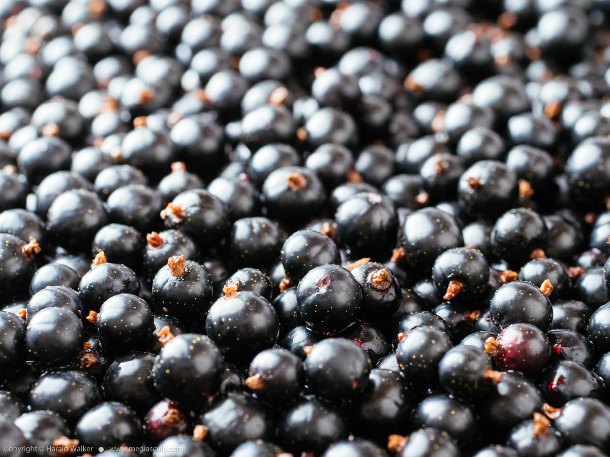 Stock photo of Blackcurrant berries