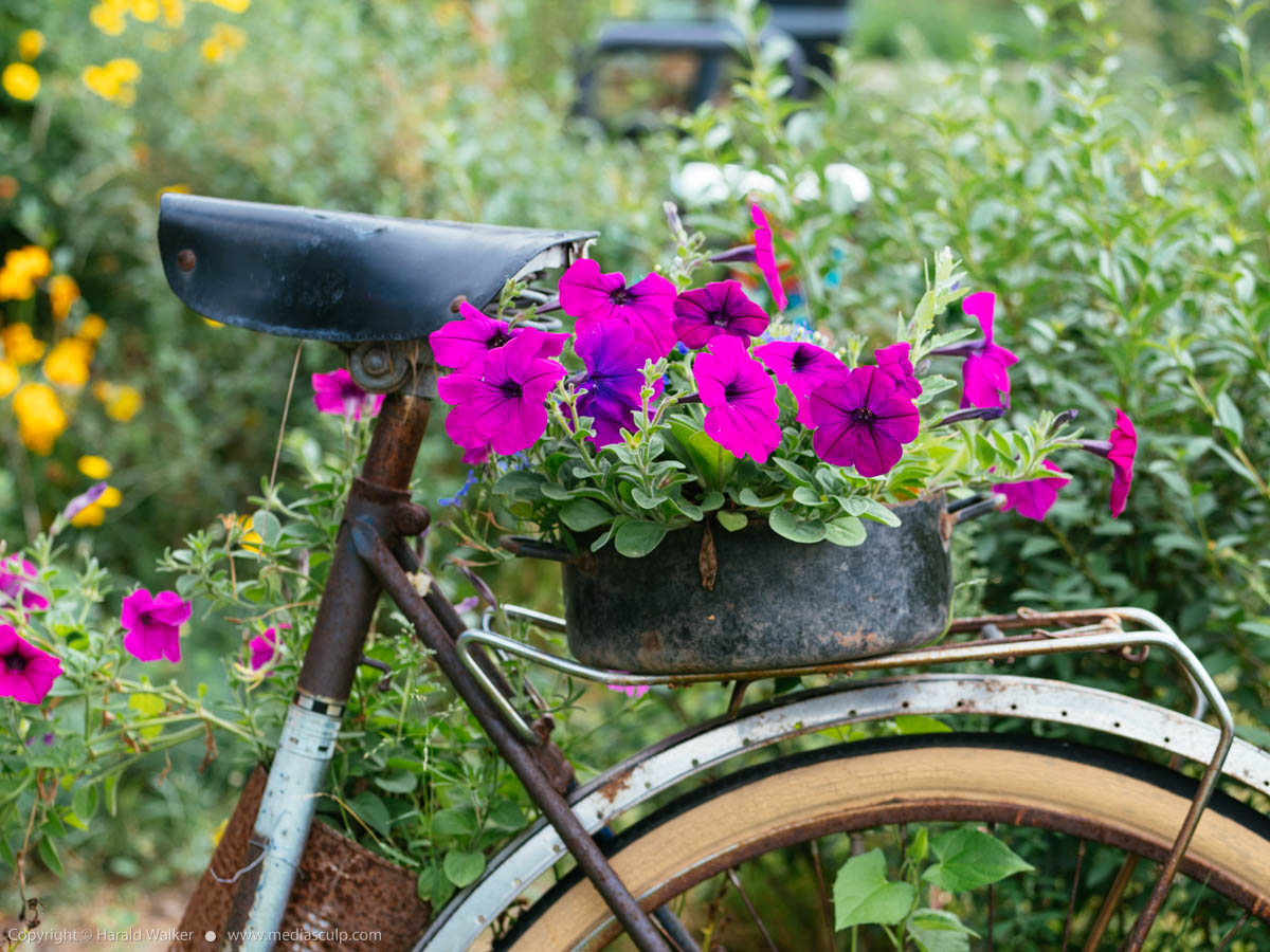 Stock photo of Flowers on a bike ride