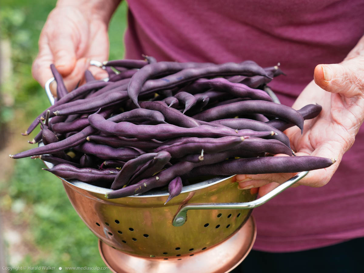 Stock photo of Purple beans