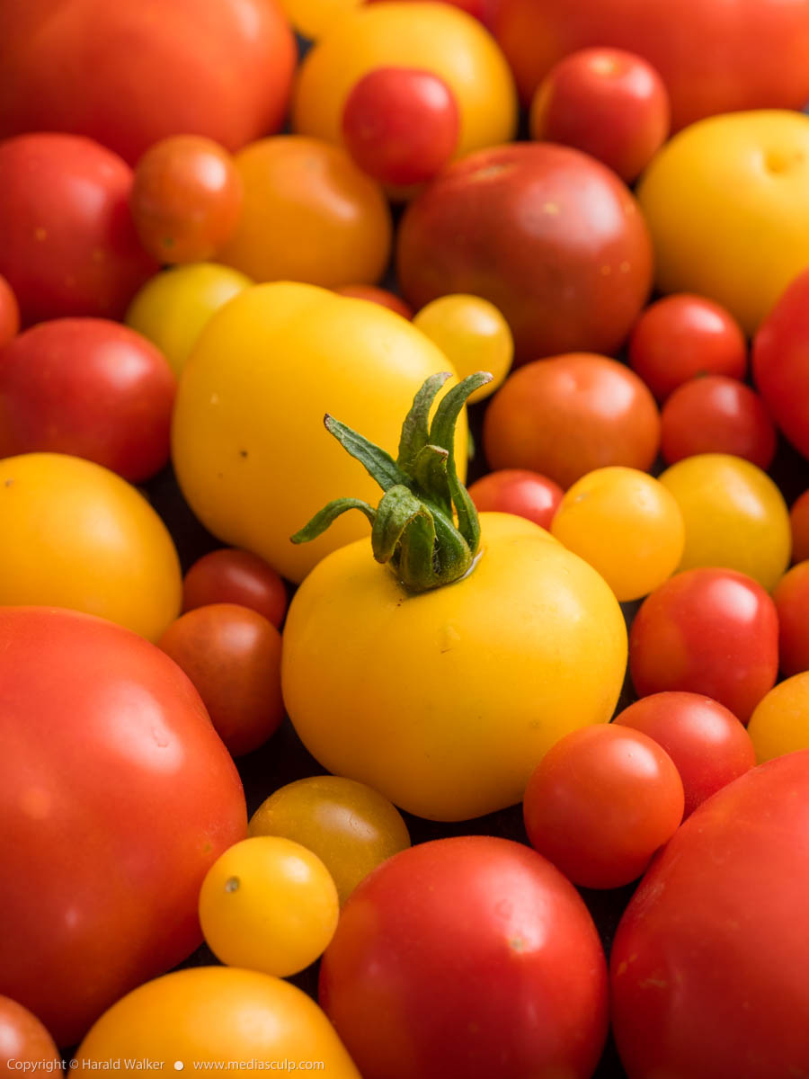 Stock photo of Tomato varieties
