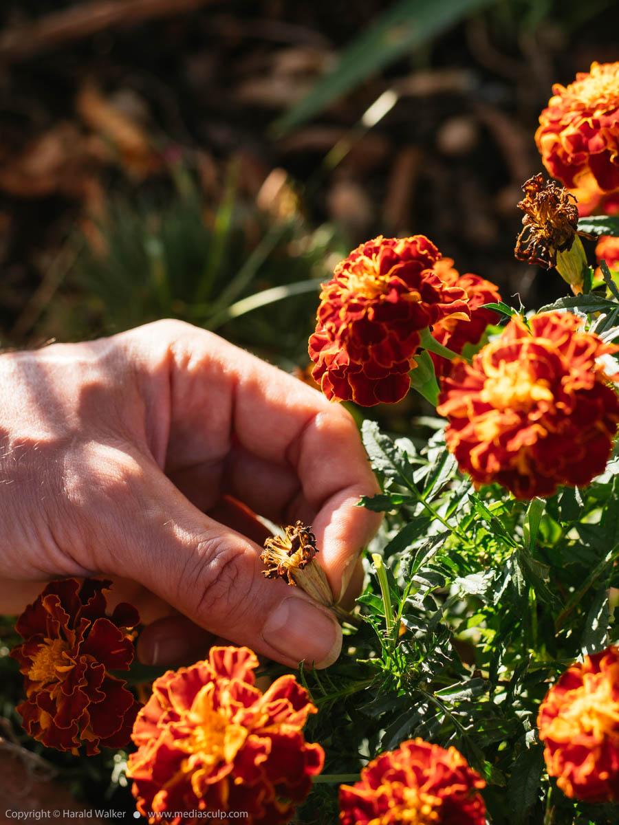 Stock photo of Collecting tagetes seeds