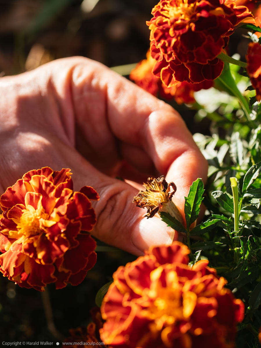 Stock photo of Collecting tagetes seeds