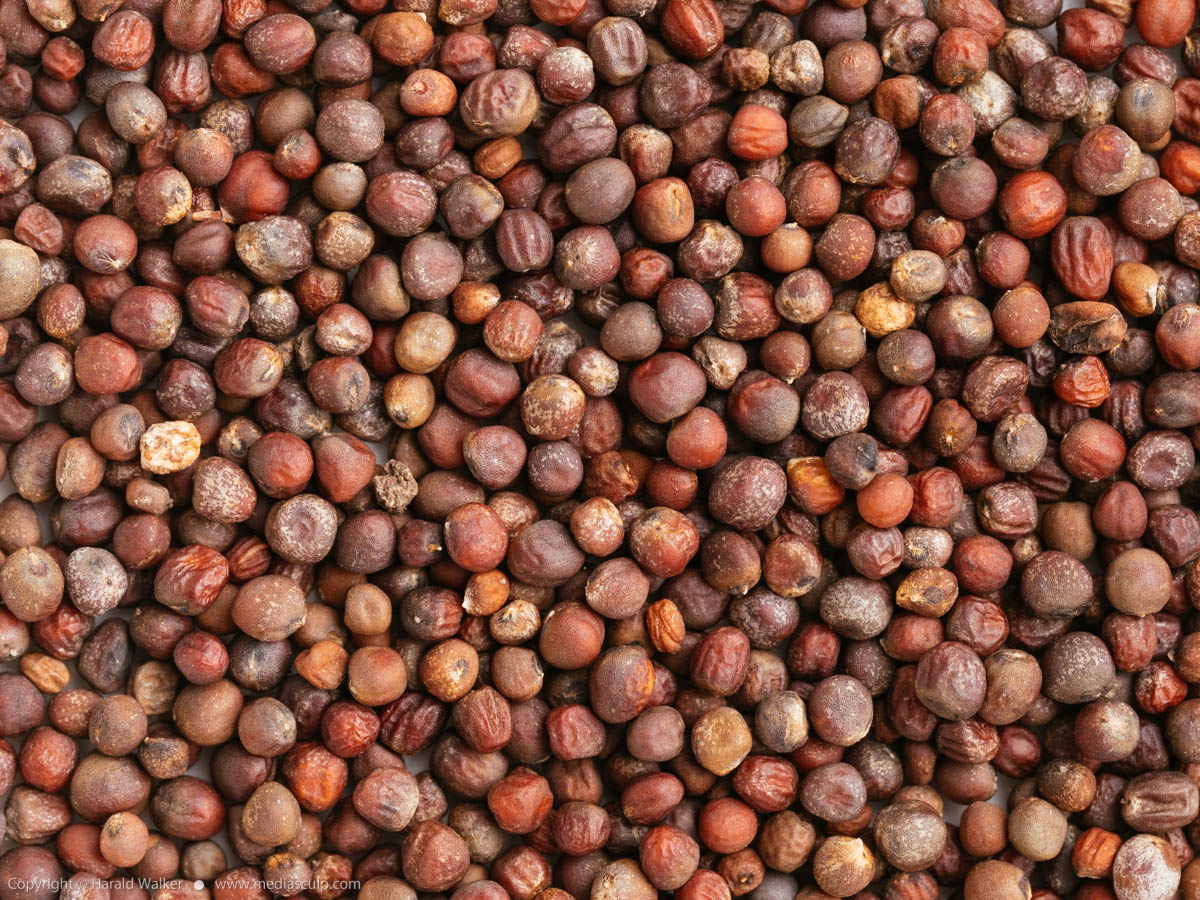 Stock photo of Purple cauliflower seeds