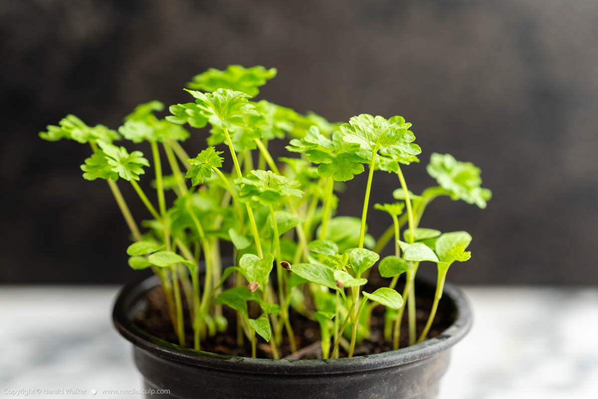 Stock photo of Parsley in a pot