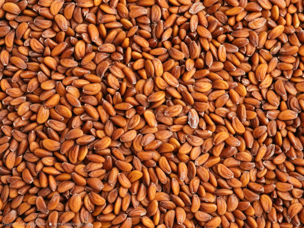 Stock photo of Garden cress seeds