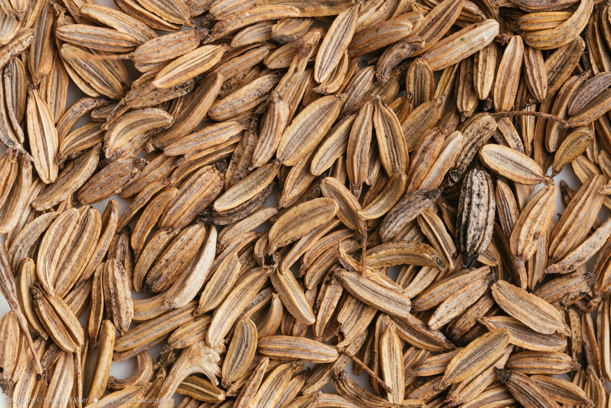 Stock photo of Fennel seeds