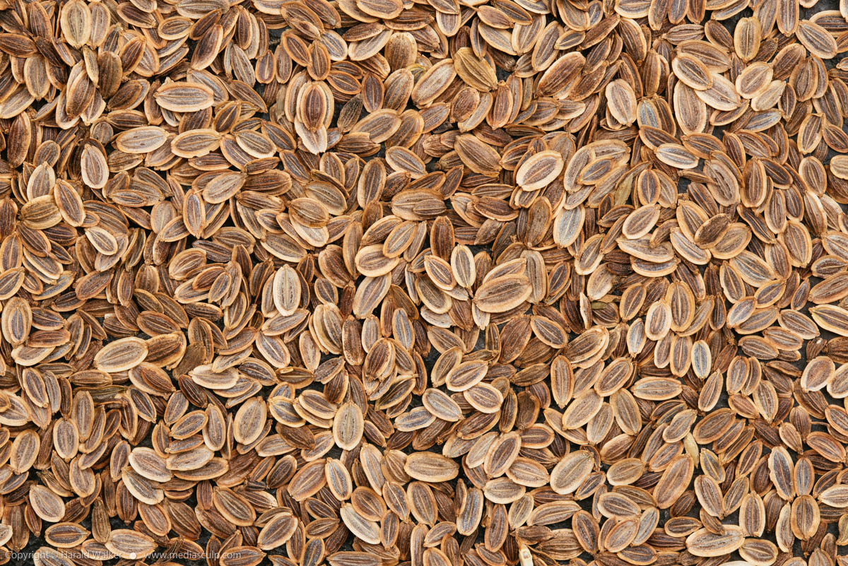 Stock photo of Dill seeds