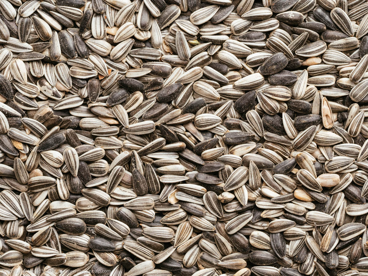 Stock photo of Sunflower seeds