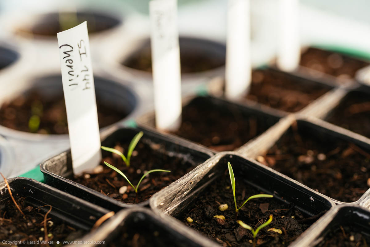 Stock photo of Chervil seedlings