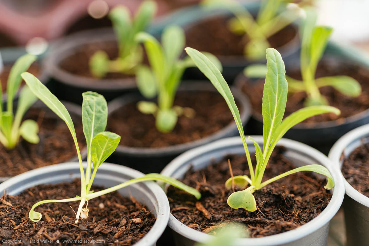 Stock photo of Mibuna seedlings