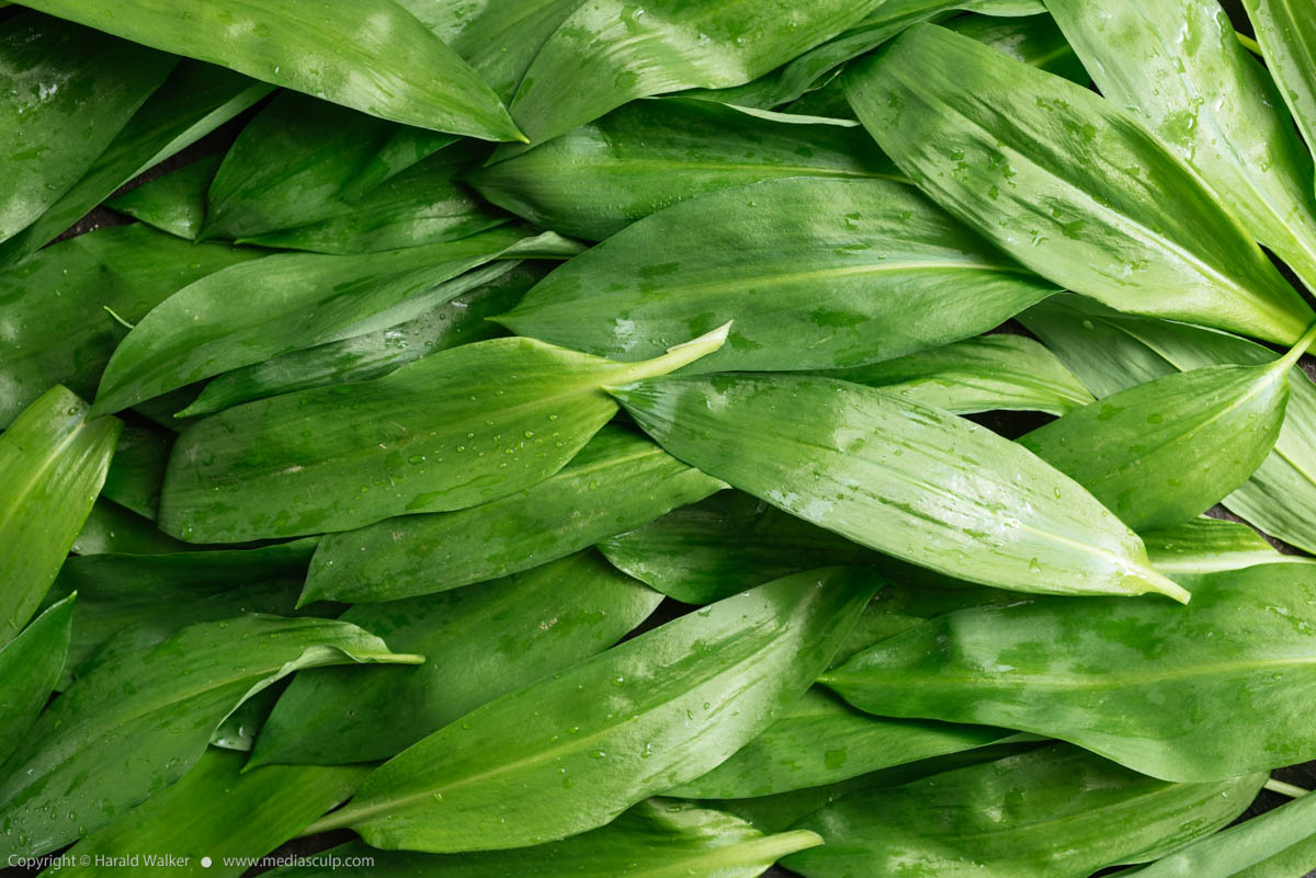 Stock photo of Fresh wild garlic leaves