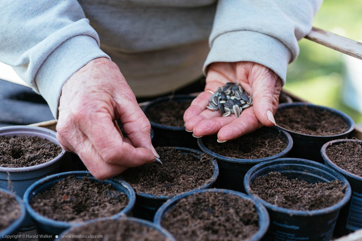 Stock photo of Sowing sunflower seeds