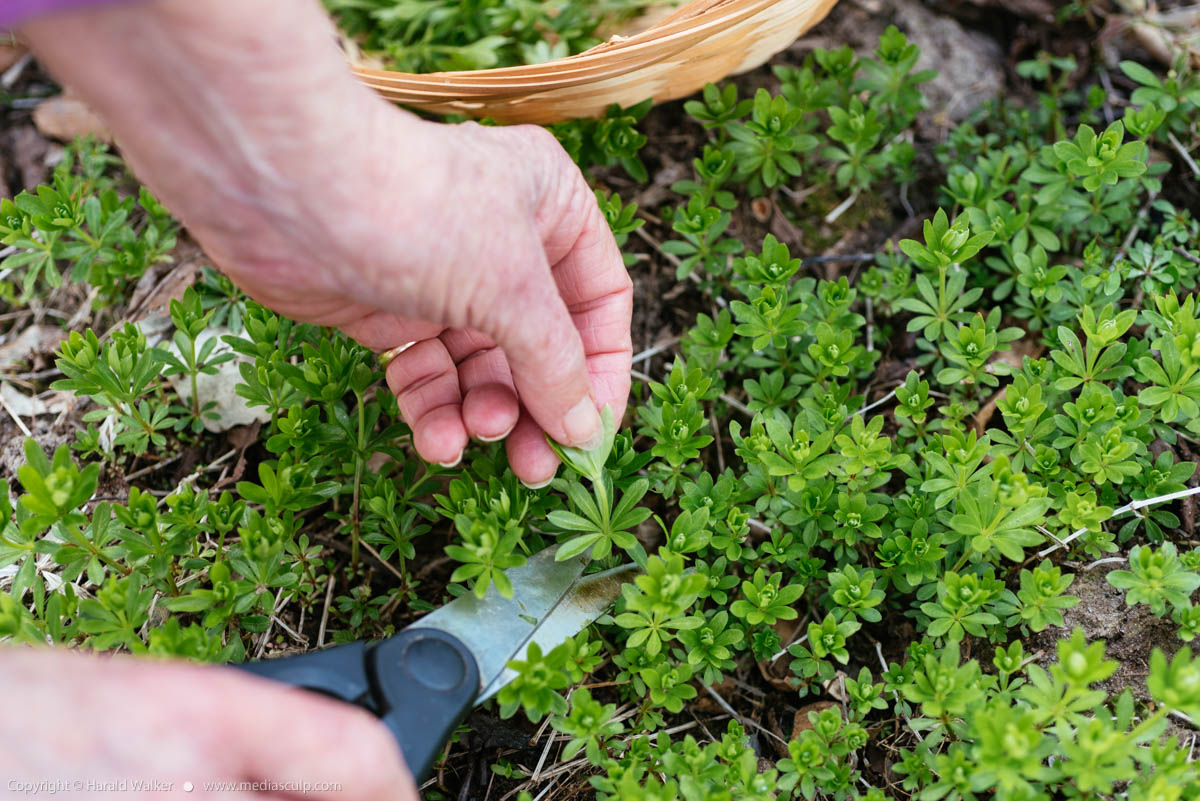 Stock photo of Harvesting sweetscented bedstraw
