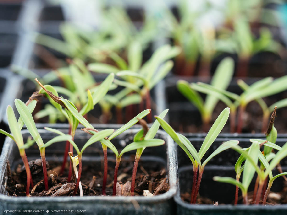 Stock photo of Cosmos seedlings