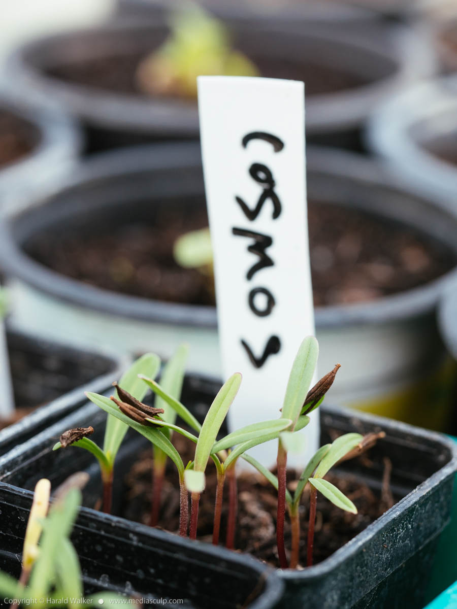 Stock photo of Cosmos seedlings
