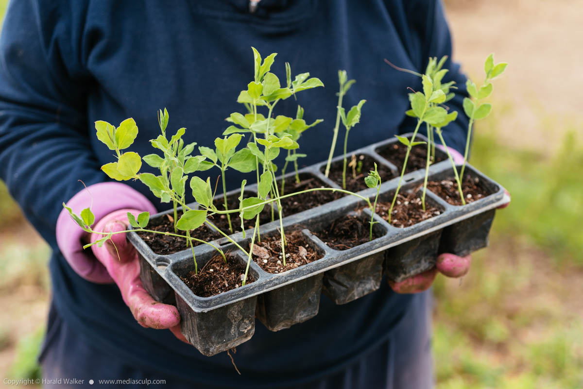Stock photo of Sweet pea seedlings