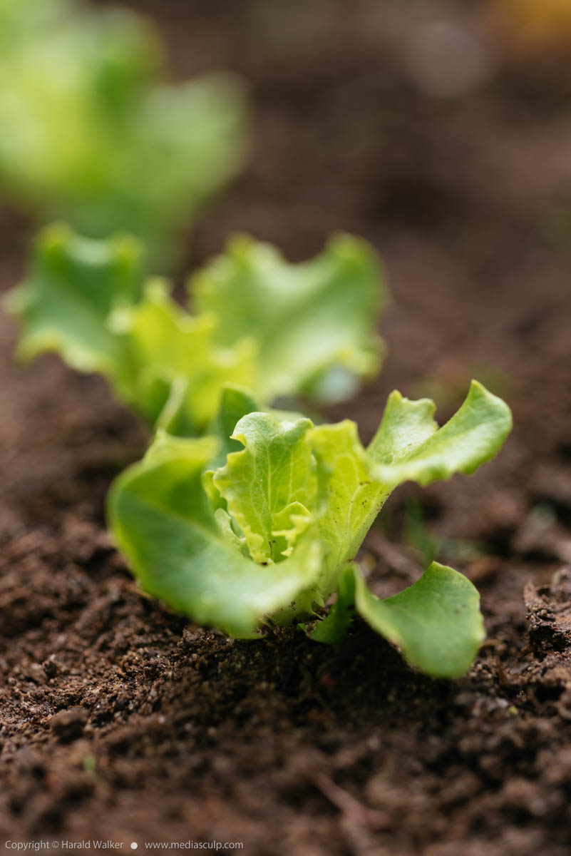 Stock photo of Lettuce “Leny”