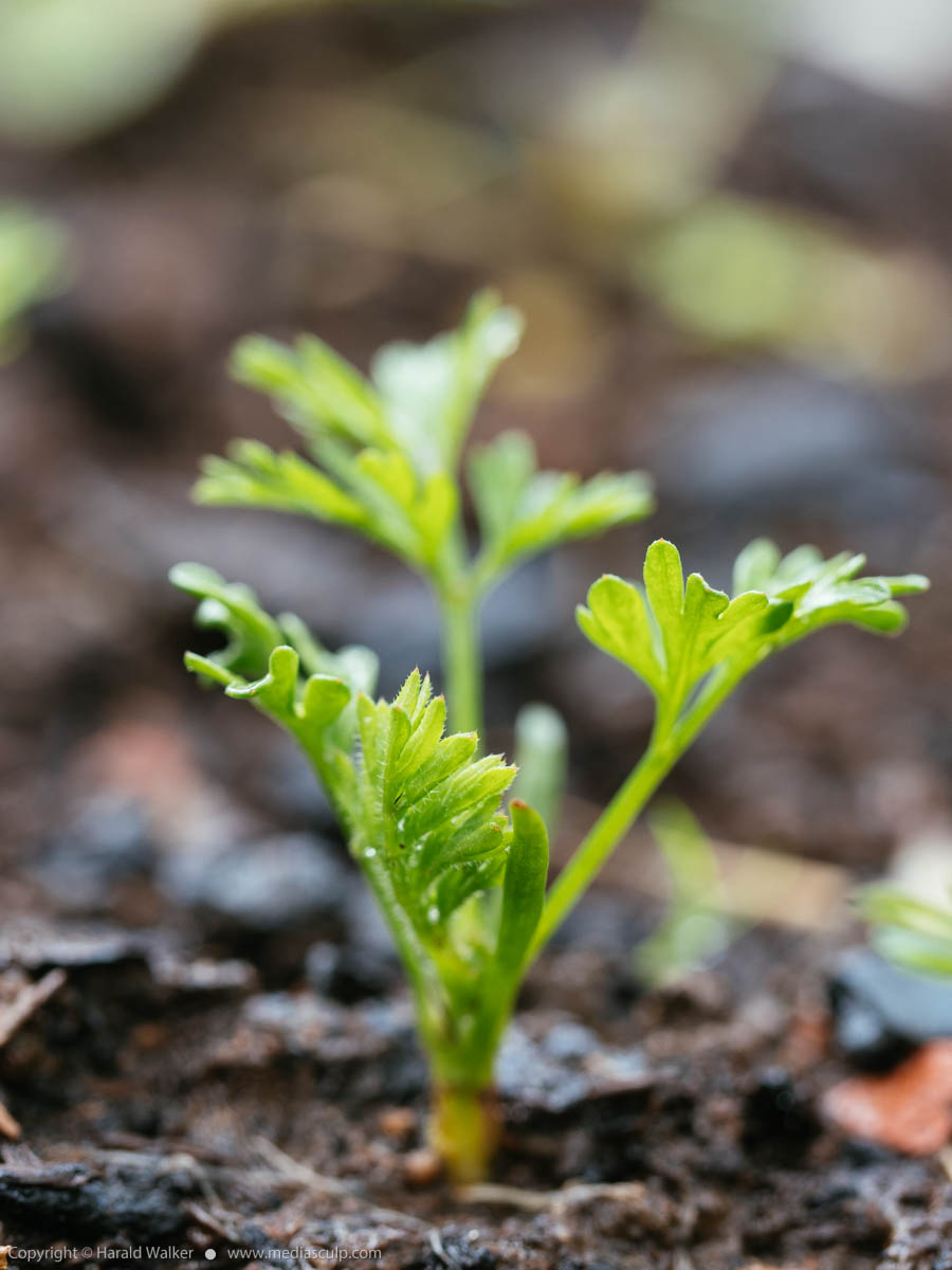 Stock photo of Carrot seedling