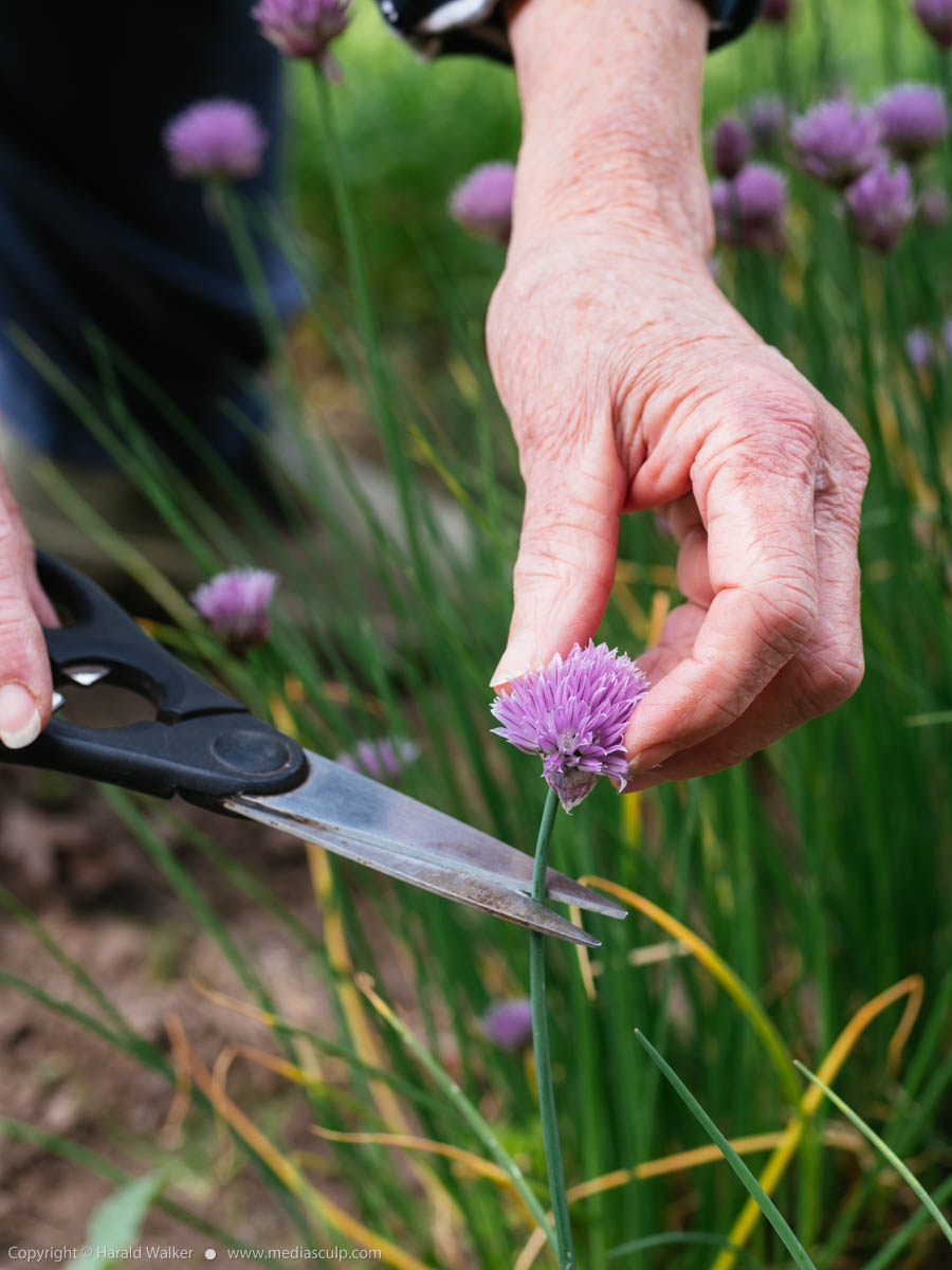 Stock photo of Harvesting chive flowers