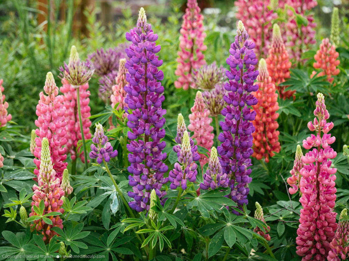 Stock photo of Lupin flowers