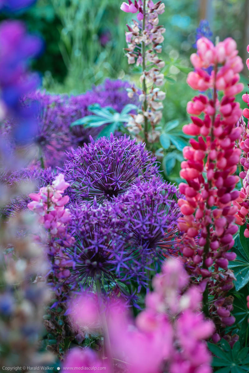 Stock photo of Giant onion with lupins