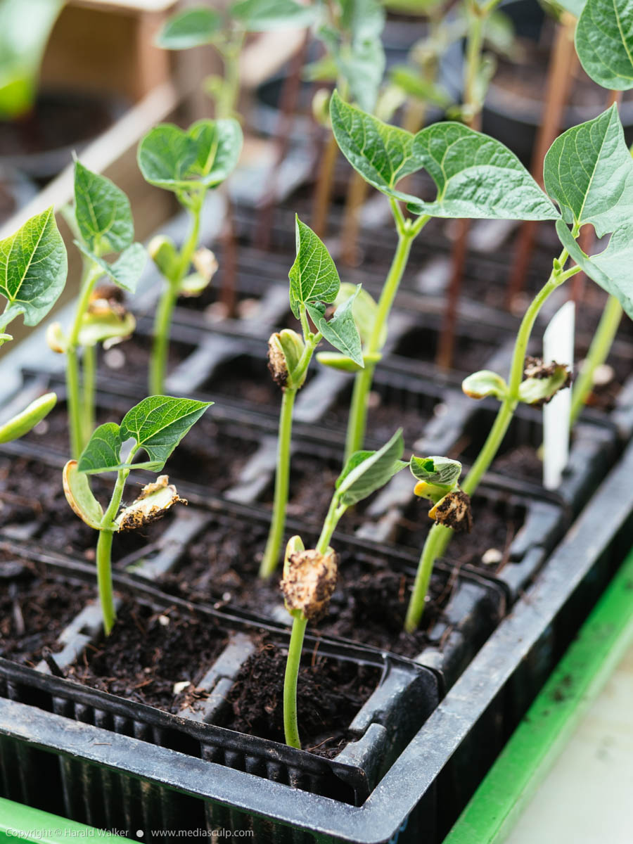 Stock photo of Bean seedlings