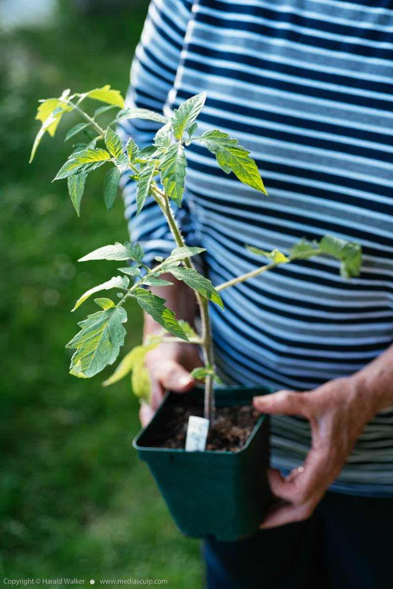 Stock photo of Gardener with tomato plant