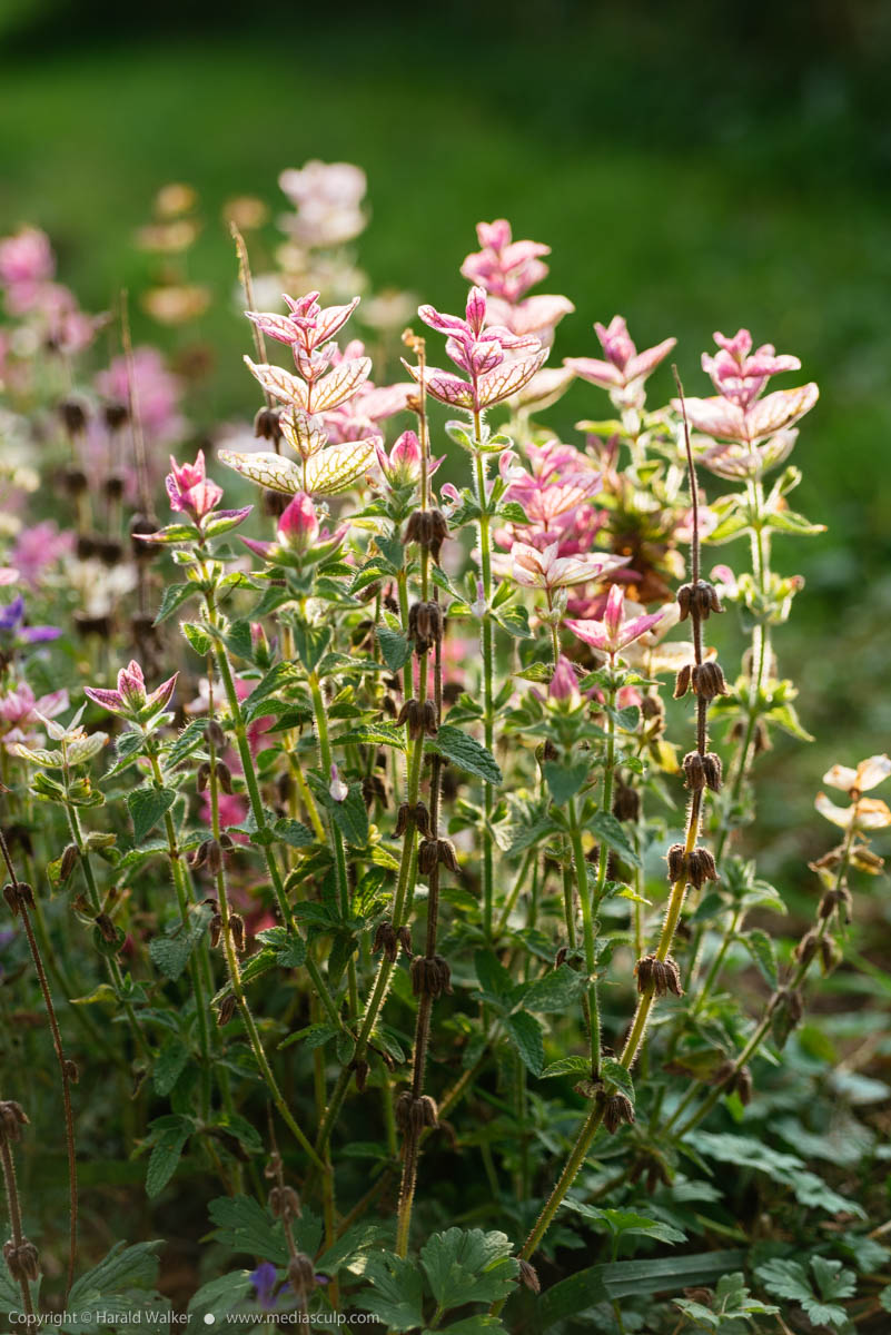 Stock photo of Salvia viridis