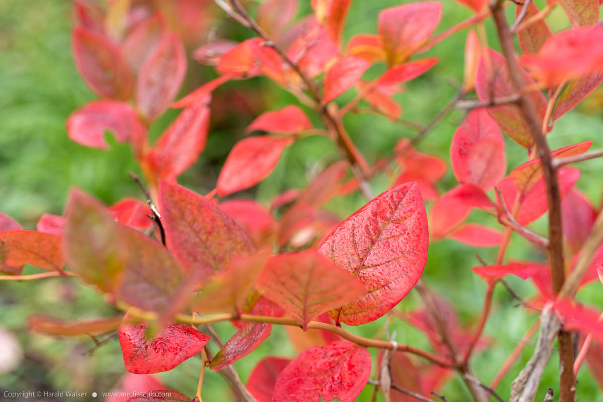 Stock photo of Red bluebbery leaves