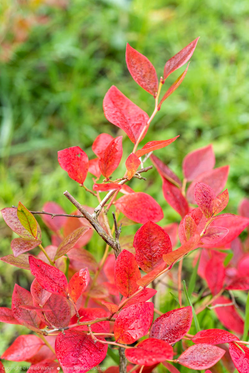 Stock photo of Red bluebbery leaves