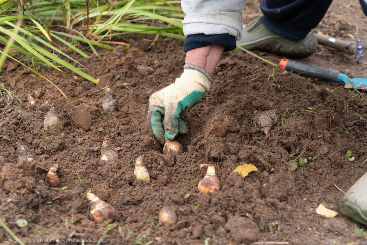 Stock photo of Planting daffodils