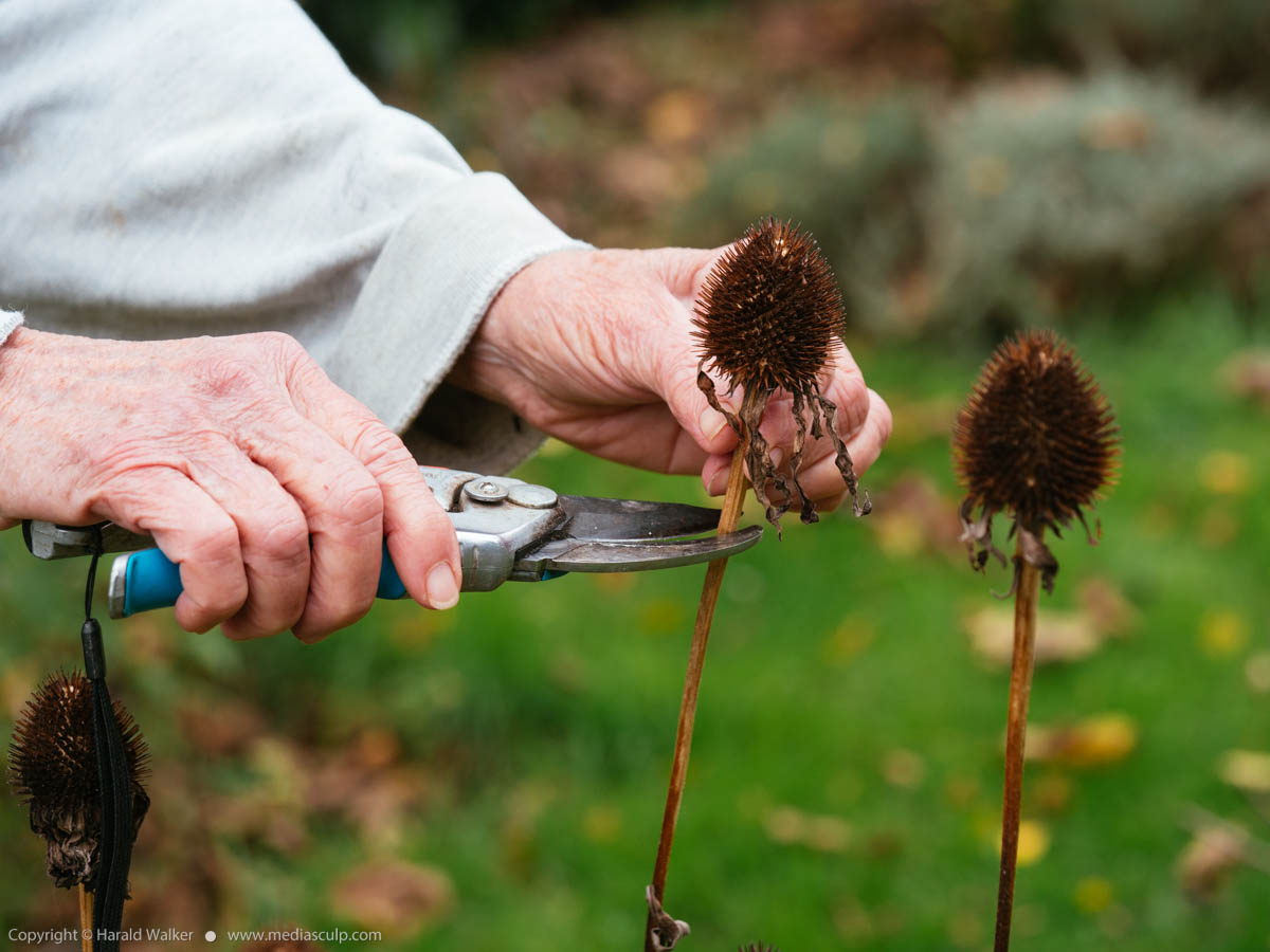 Stock photo of Collecting echinacea seeds