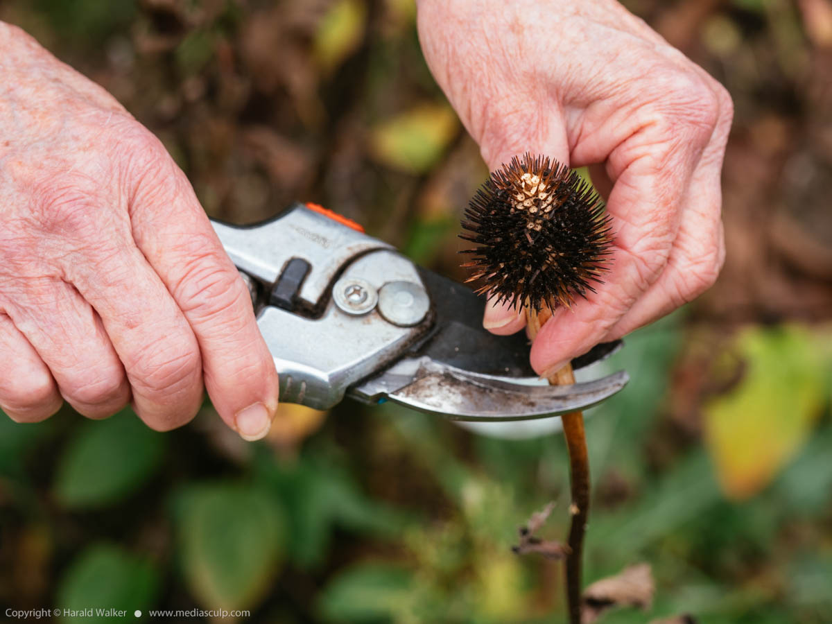 Stock photo of Collecting echinacea seeds