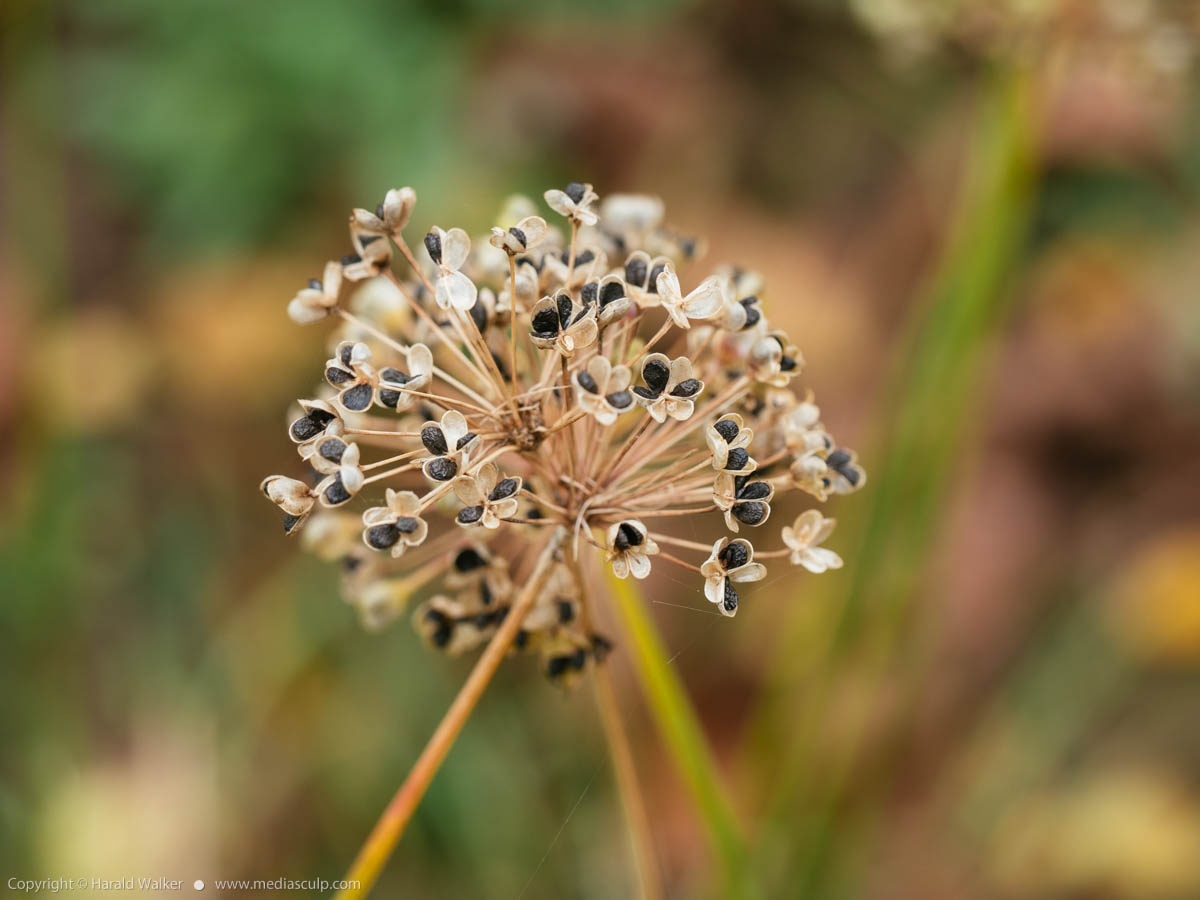 Stock photo of Garlic chives seed head