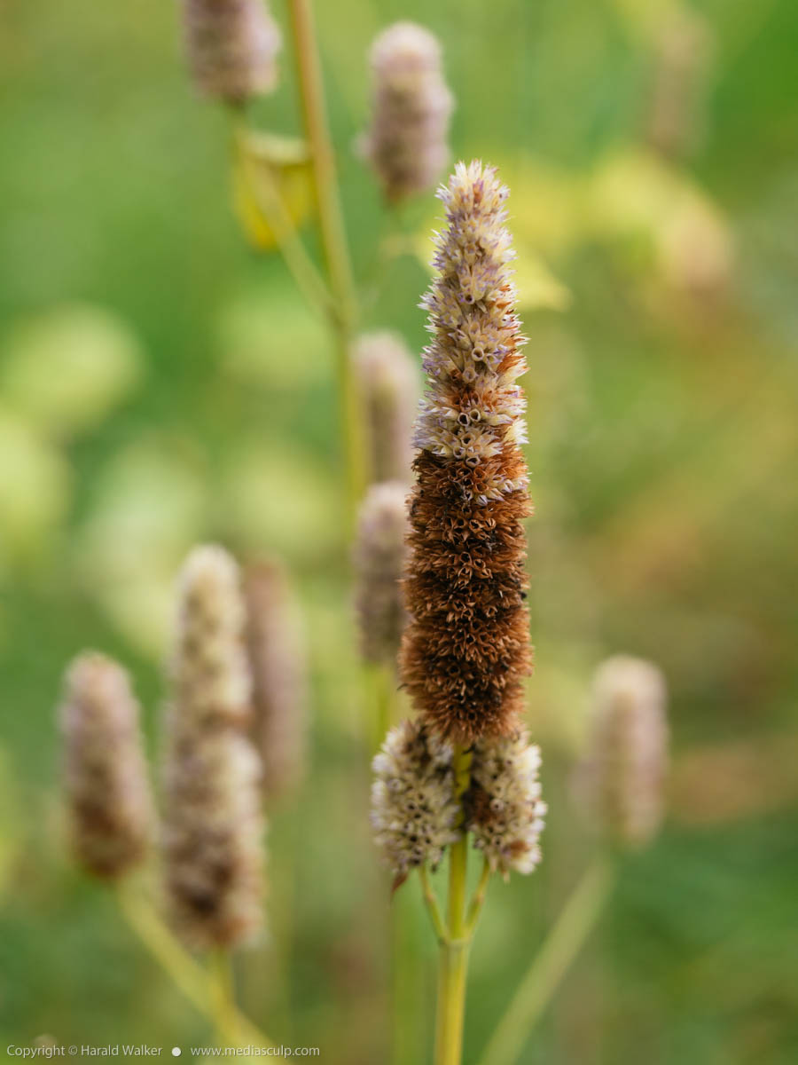 Stock photo of Anise hyssop seed head