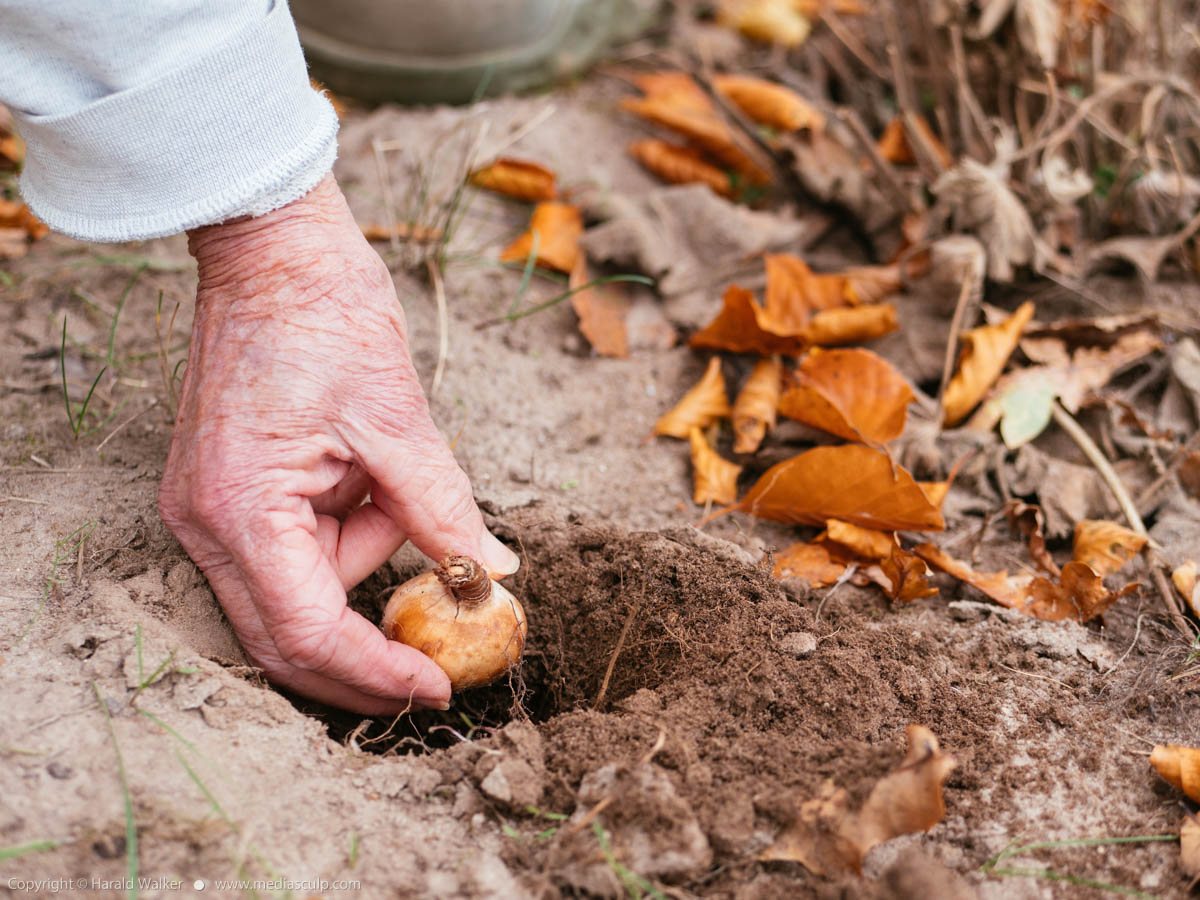Stock photo of Planting daffodil