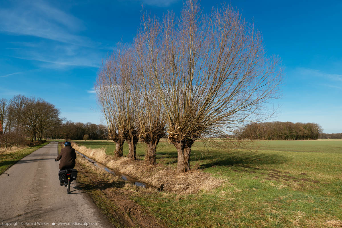 Stock photo of Road with pollarded willows