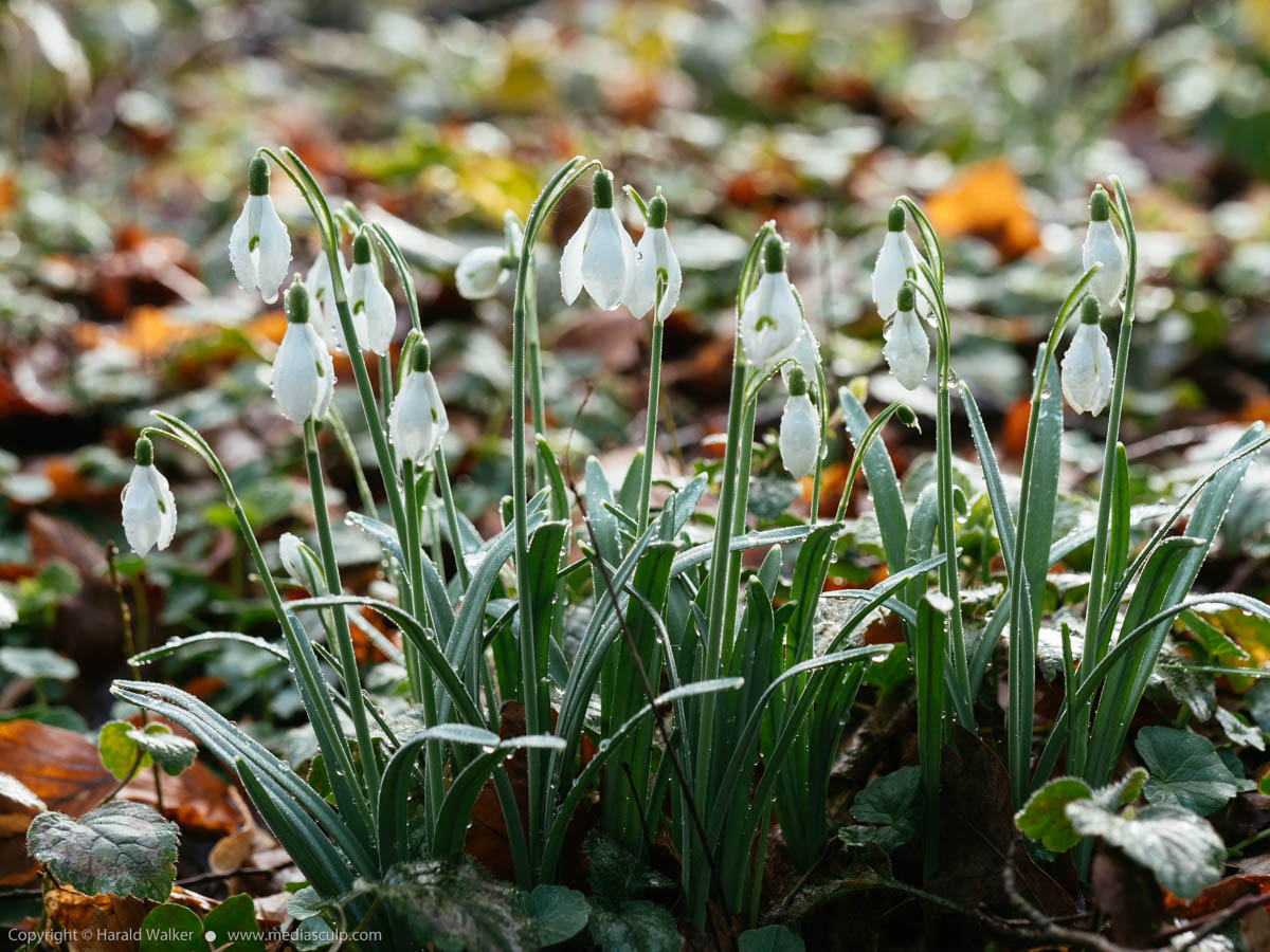 Stock photo of Snowdrops in early spring