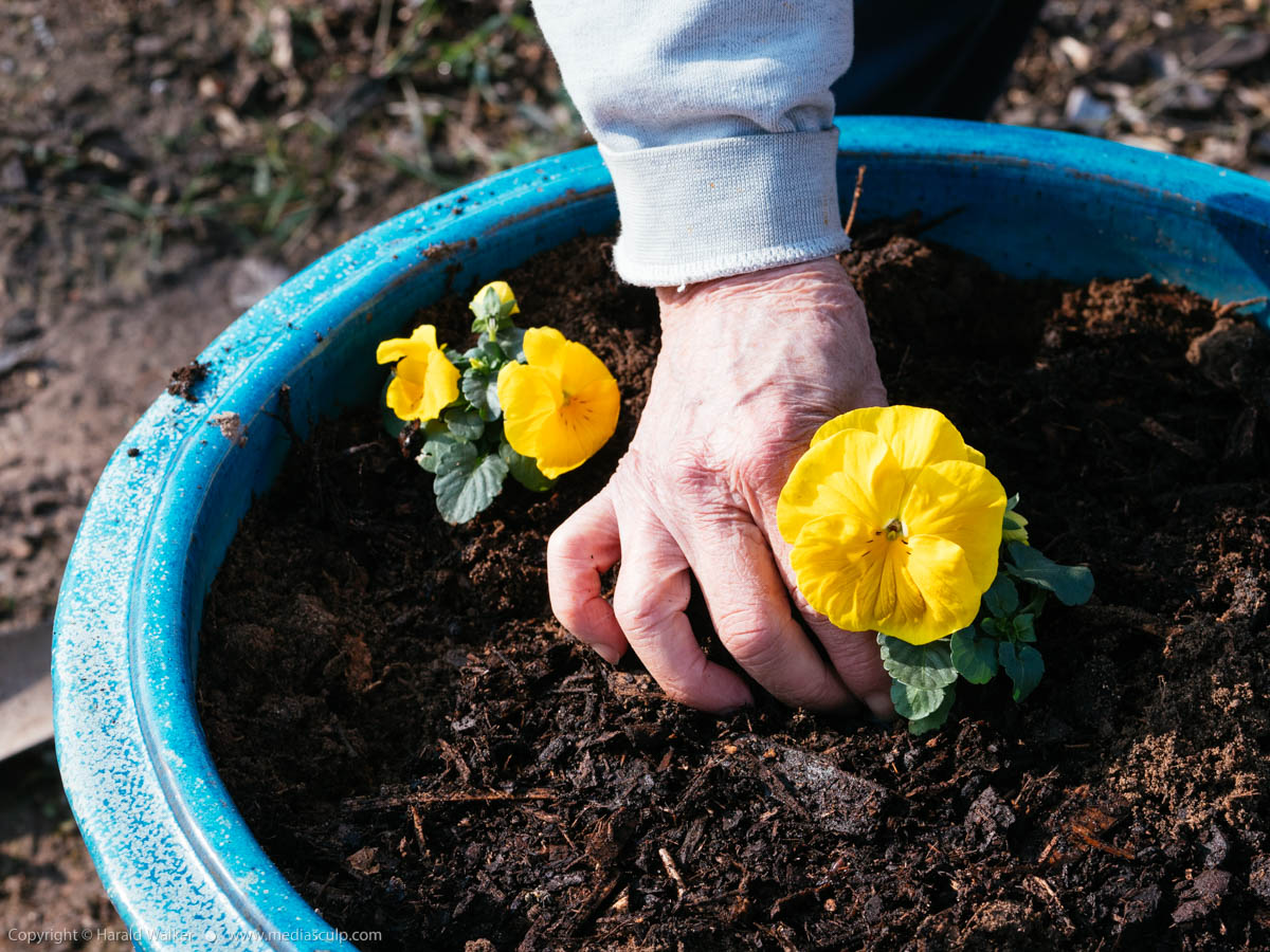 Stock photo of Planting yellow pansies