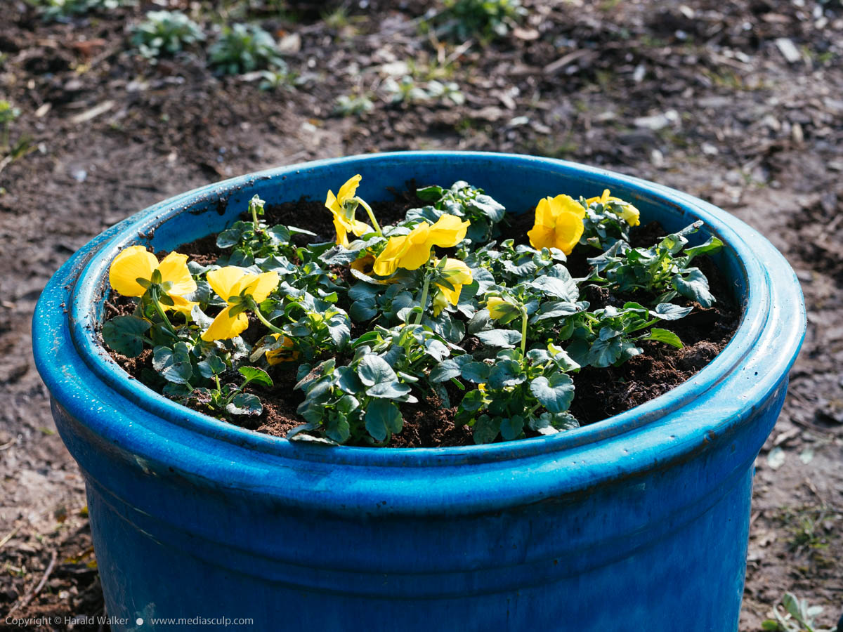 Stock photo of Yellow pansies