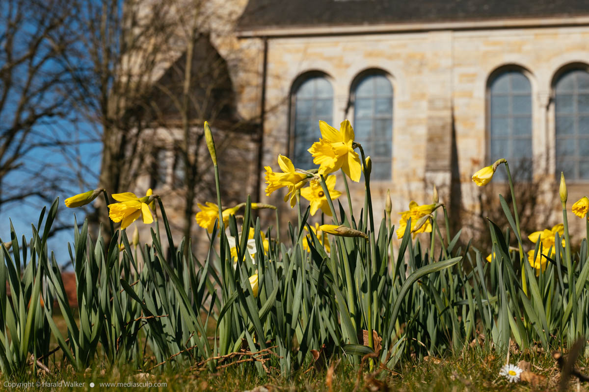 Stock photo of Daffodils at church