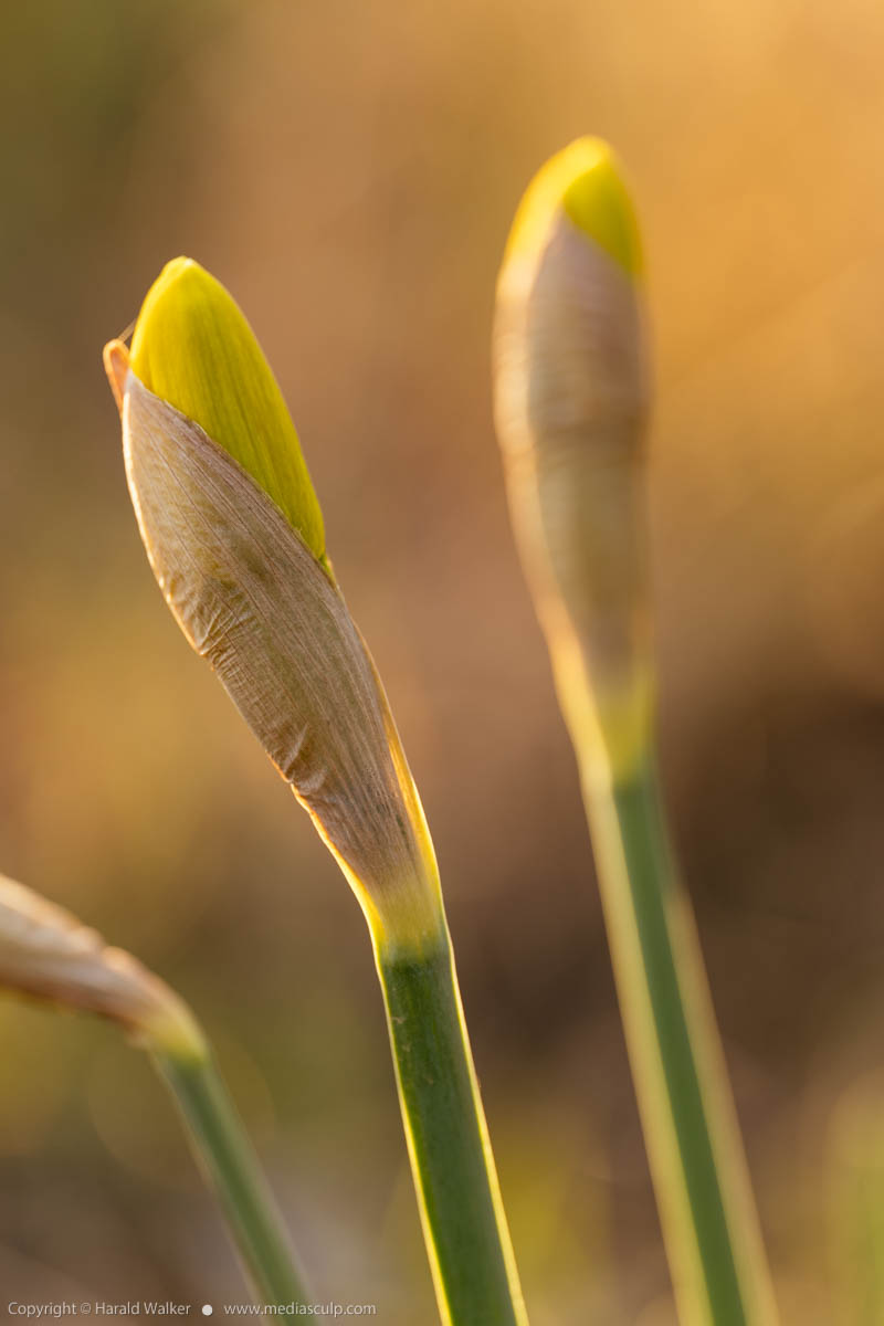Stock photo of Daffodil buds