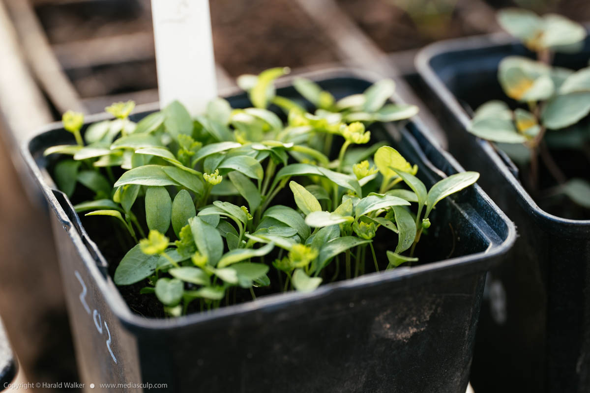 Stock photo of Parsley seedlings