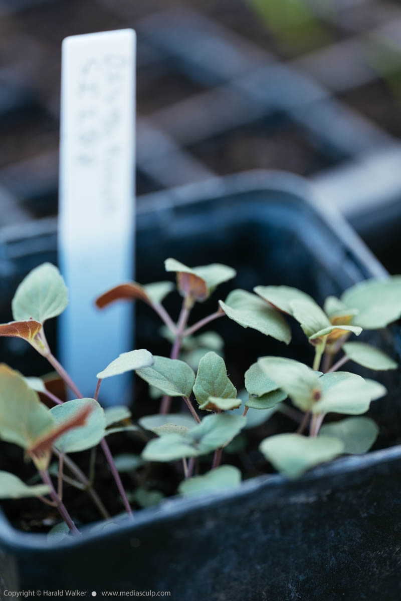 Stock photo of Mint-leafed bergamot