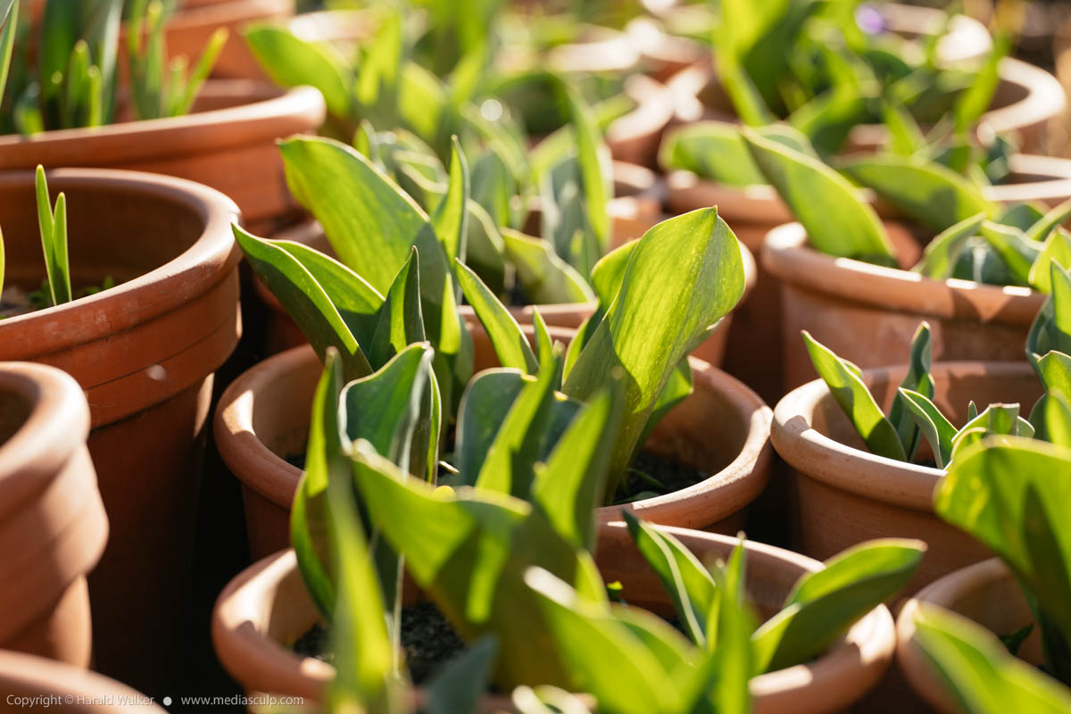 Stock photo of Tulip foliage