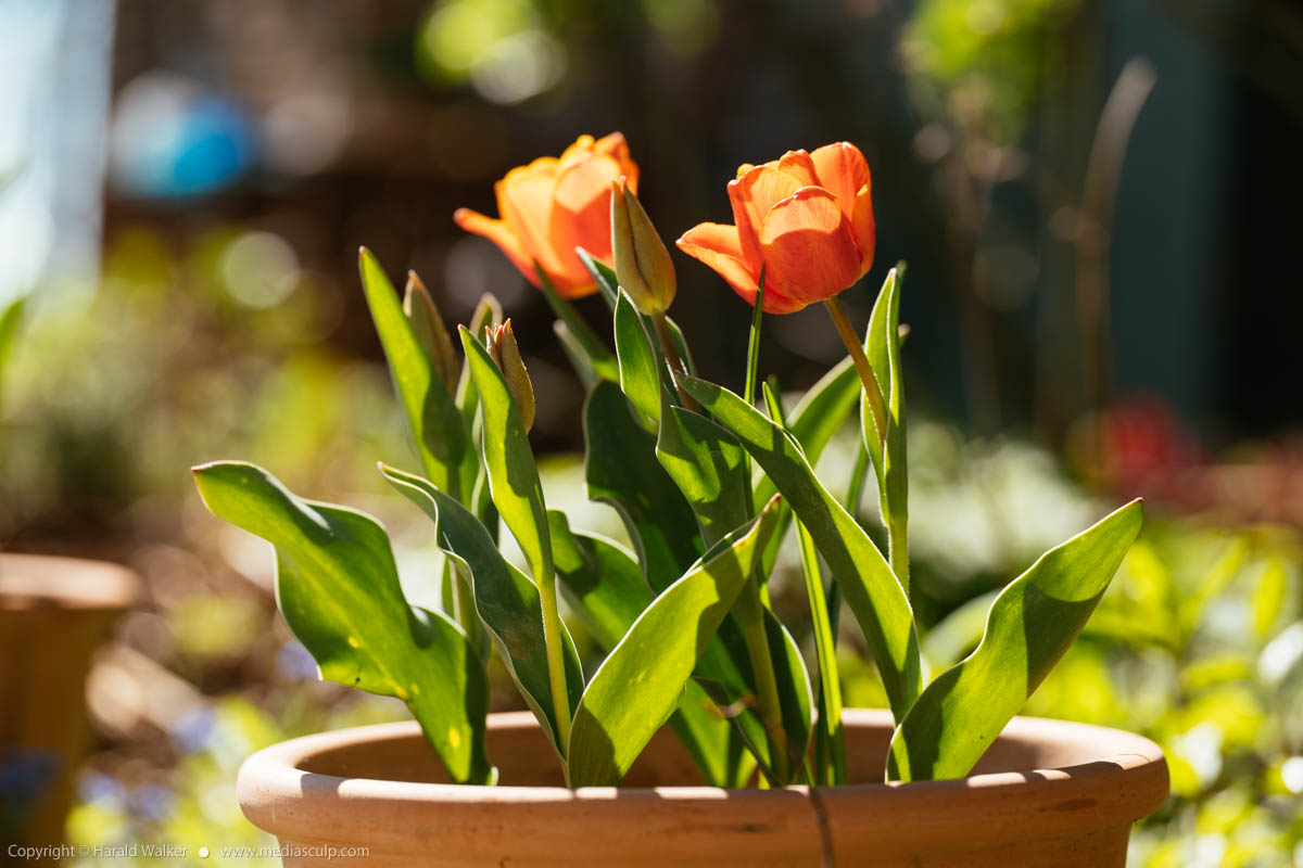 Stock photo of Tulip flowers