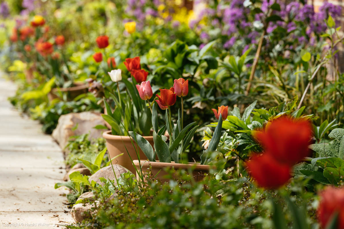 Stock photo of Tulips in a cottage garden