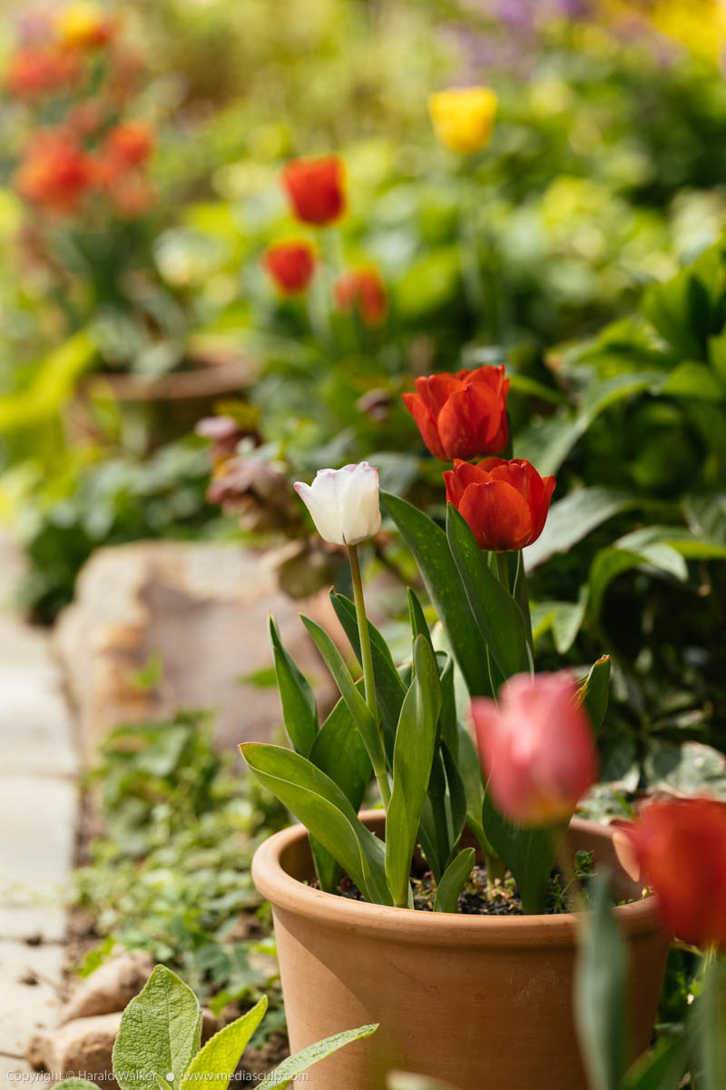 Stock photo of Tulips in a cottage garden